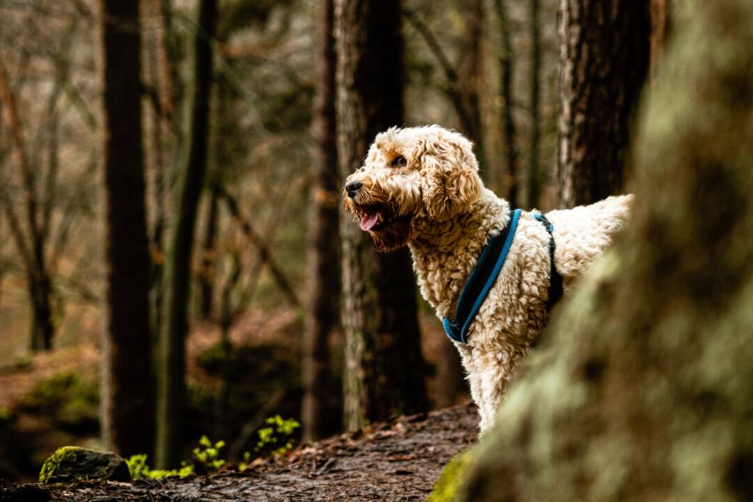 Teken_grasaren_wormen_vlooien_bescherm_Australian_Labradoodle_ALAEU