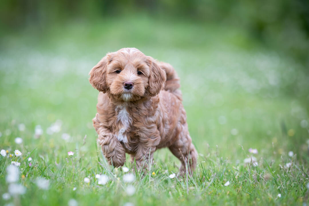 Australian_Labradoodle_pup_zindelijk_maken_ALAEU