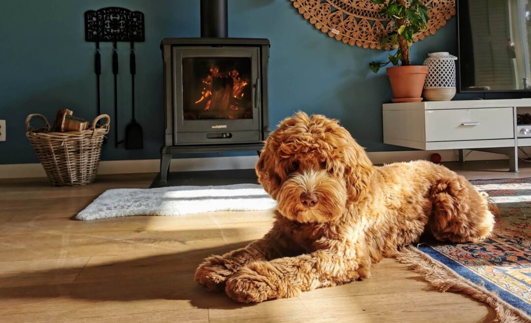 Jouw_puppy_puppy_proof_welkom_nieuwsgierig_huisgenootje_ALAEU