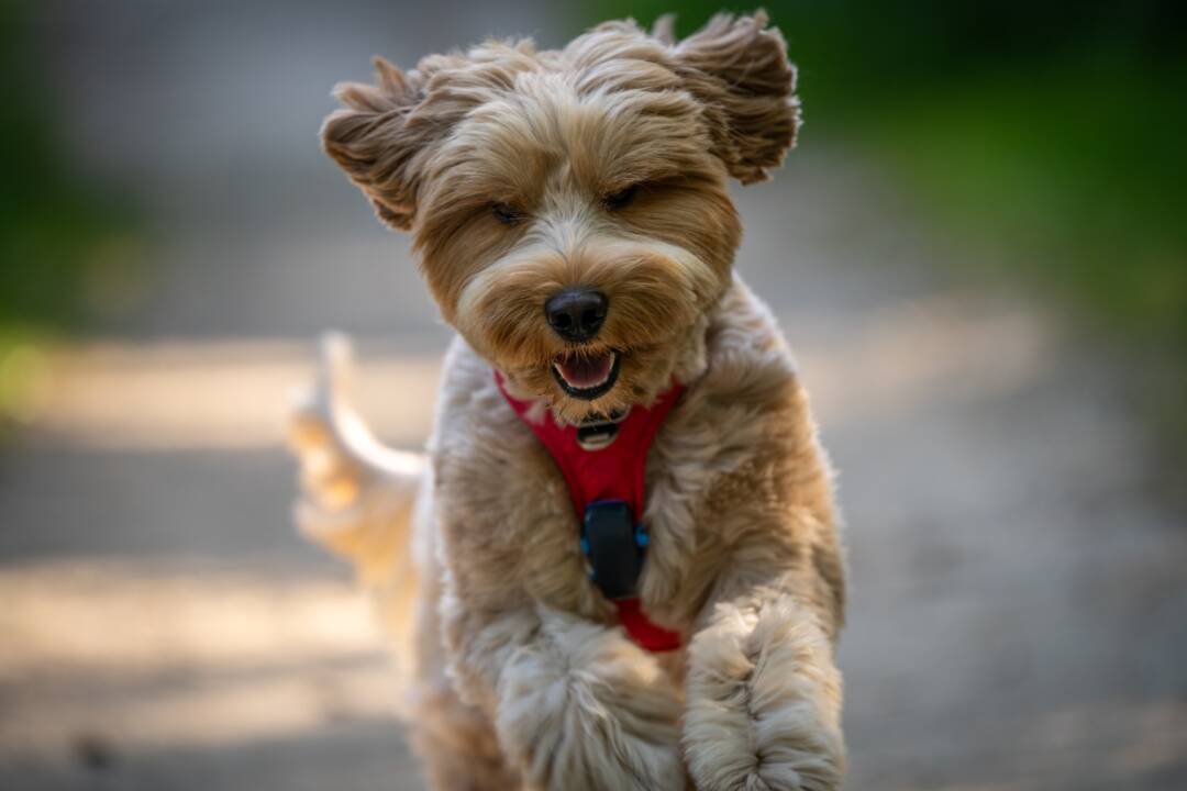 Zo_kies_je_juiste_tuigje_Australian_Labradoodle_ALAEU