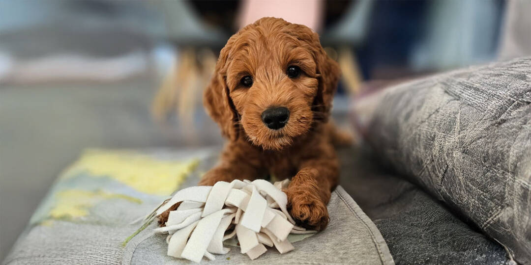Zo_help_je_jouw_Australian_Labradoodle_wennen_vuurwerk_ALAEU