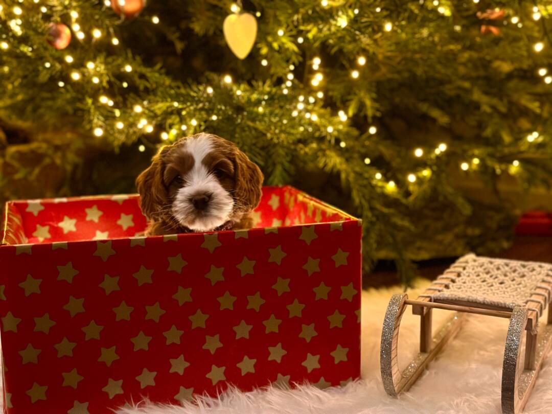 Zo_heeft_jouw_Australian_Labradoodle_gelukkige_veilige_feestdagen_ALAEU