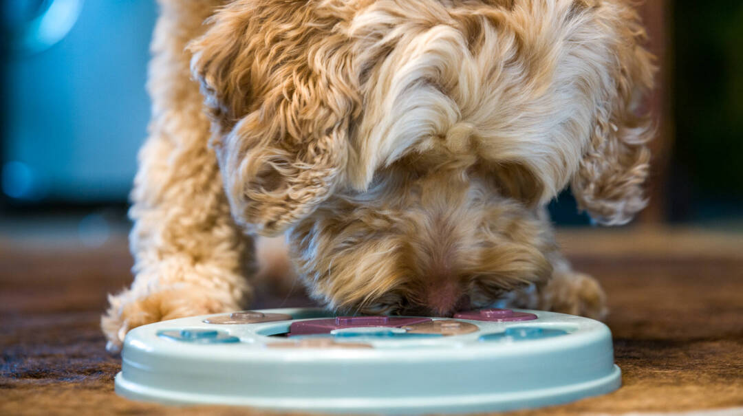 Leuke_hersenspelletjes_Australian_Labradoodles_ALAEU