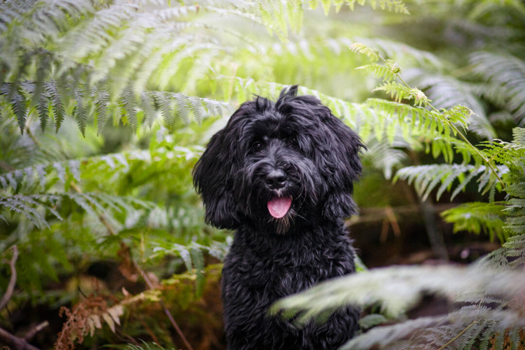 How_to_find_reliable_breeder_Australian_Labradoodle_ALAEU