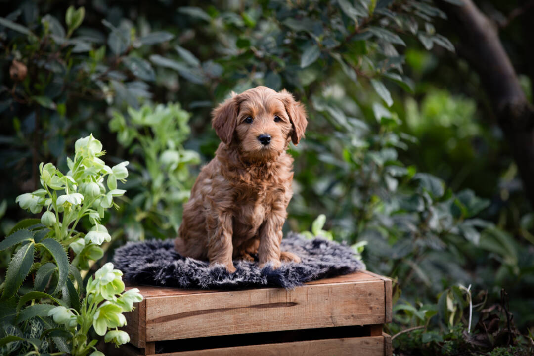 Dog_trainig_school_Australian_Labradoodle_ALAEU