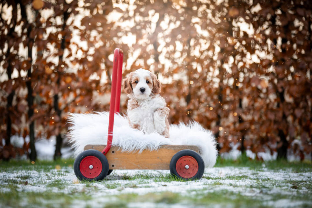 December_Australian_Labradoodle_ALAEU_en