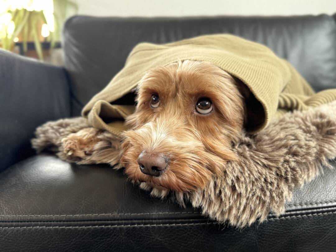 How_to_help_your_Australian_Labradoodle_end_year_ALAEU