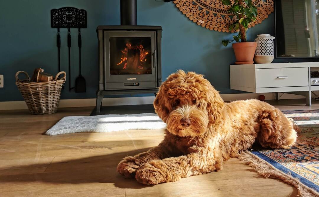 Puppy_proof_your_home_welcome_curious_little_housemate_ALAEU