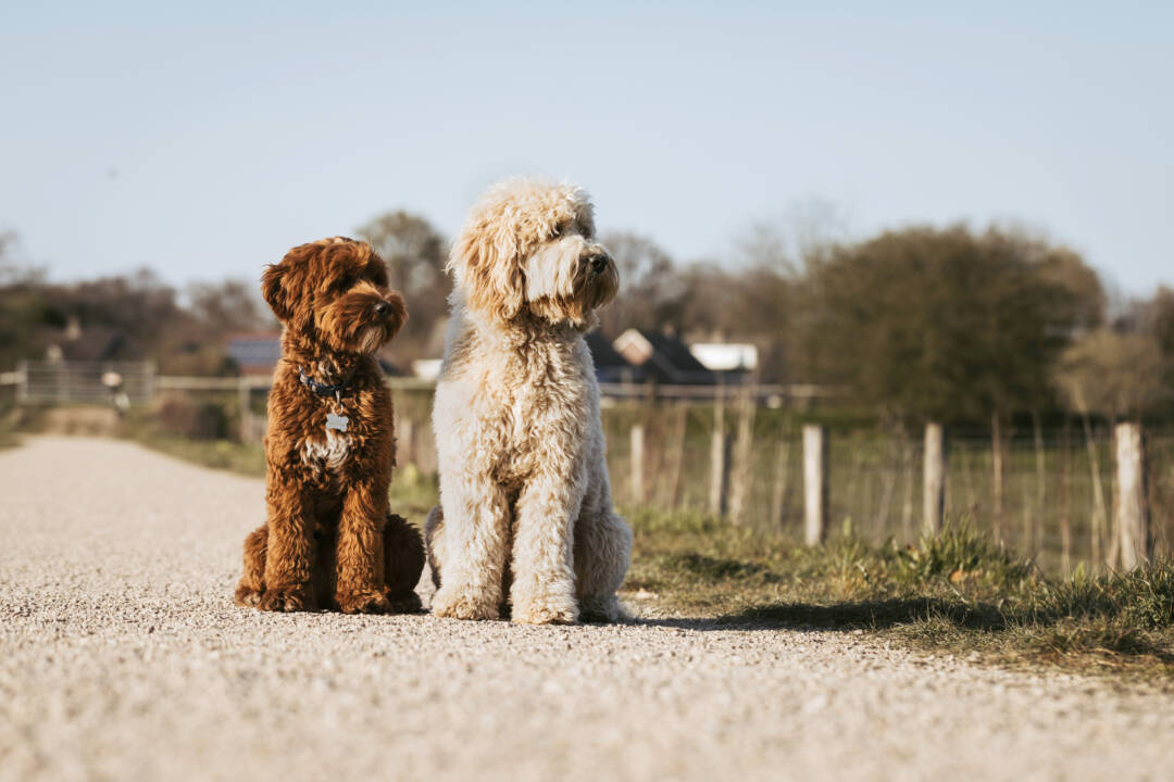 How_to_help_your_Australian_Labradoodle_through_the_summer_ALAEU