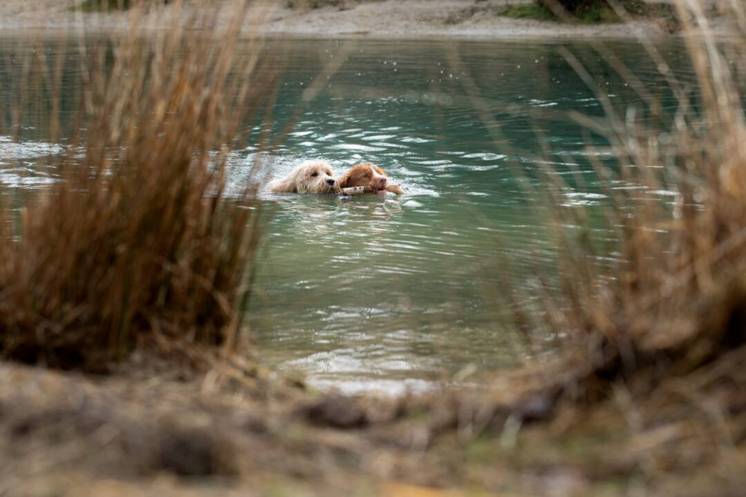 Swimming_Australian_Labradoodle_ALAEU