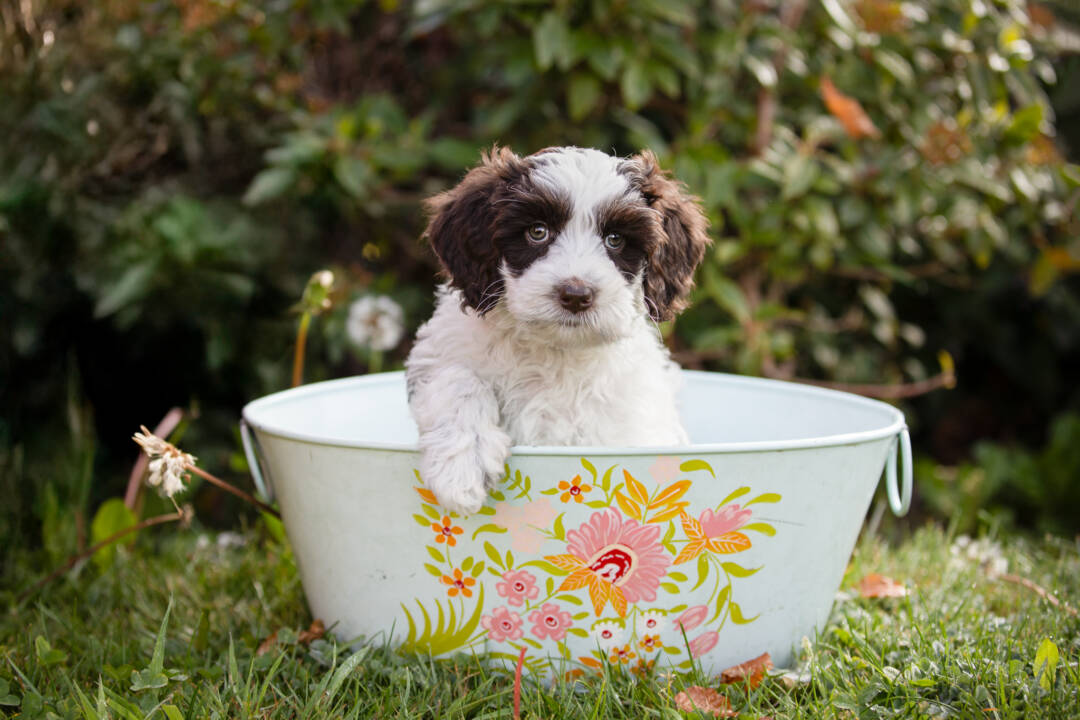 What_does_an_Australian_Labradoodle_realy_cost_ALAEU