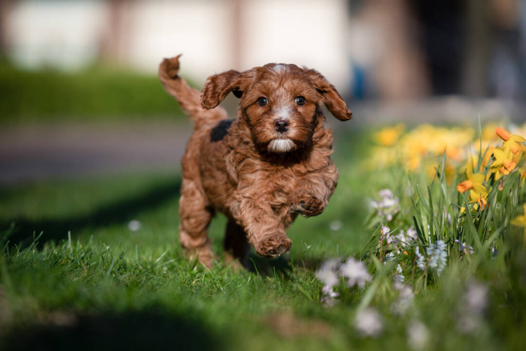 The_first_days_with_an_Australian_Labradoodle_puppy_home_what_should_you_pay_attention_to_ALAEU
