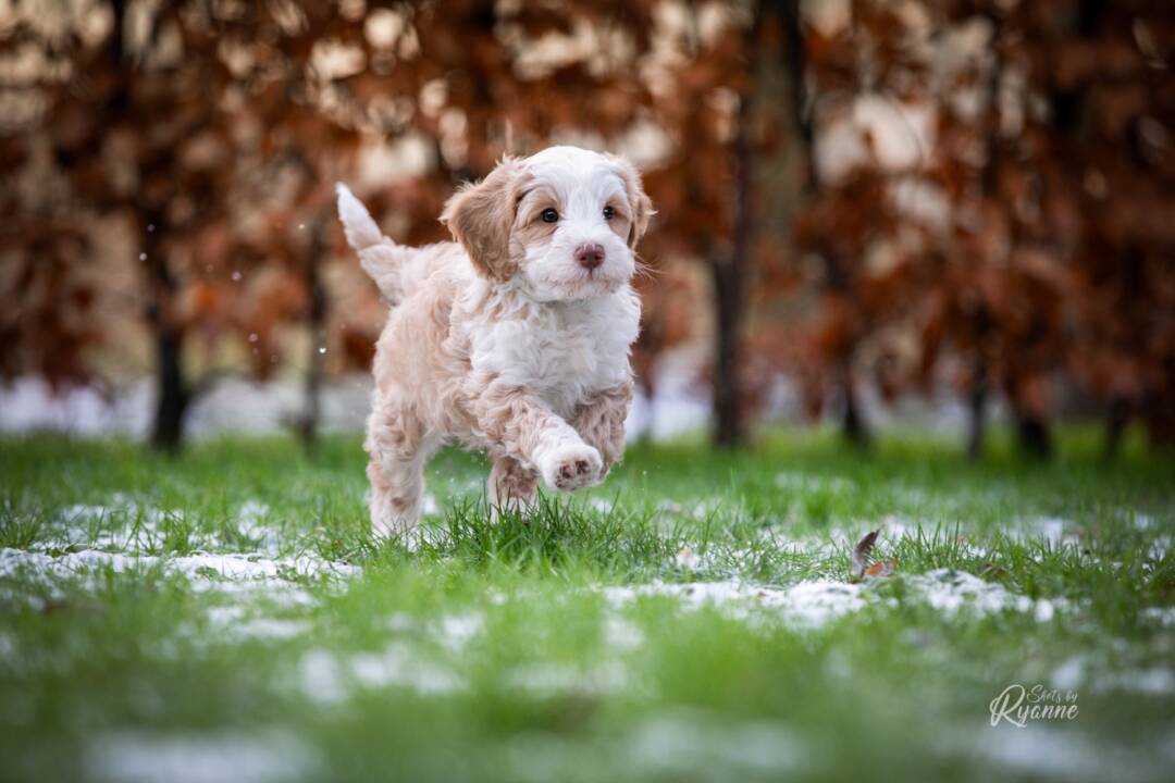 Puppy_blues_why_you_sometimes_feel_different_than_you_expected_ALAEU