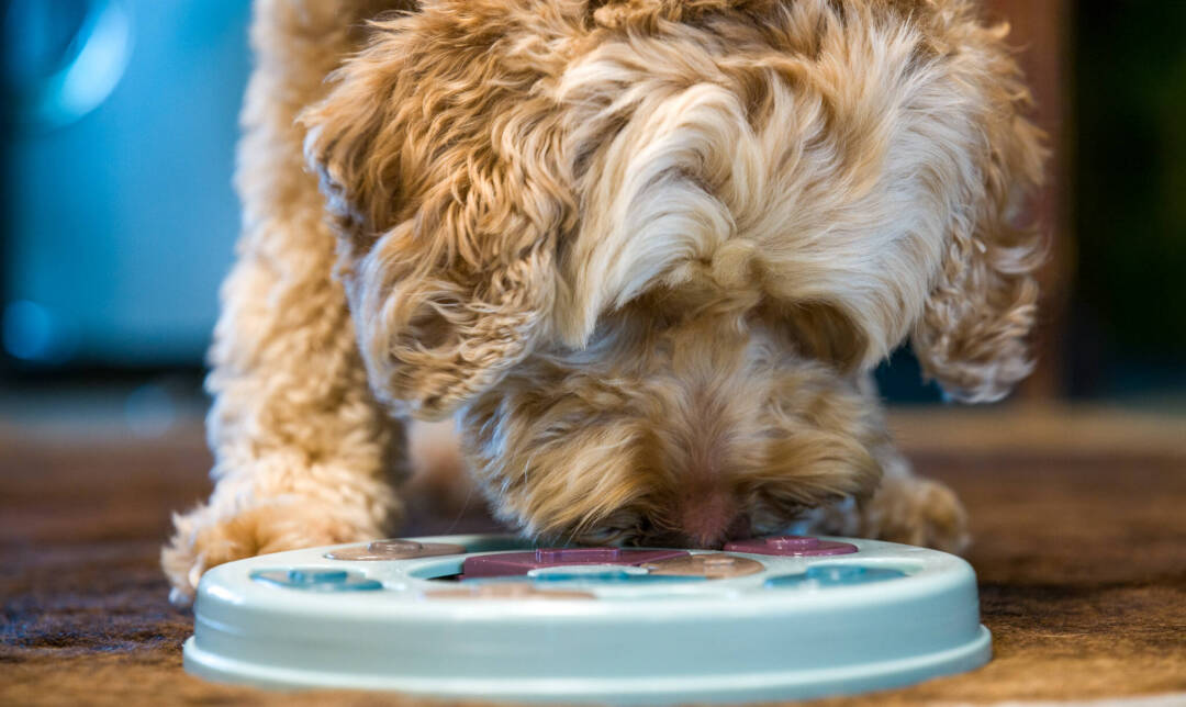 Fun_brain_games_Australian_Labradoodles_ALAEU