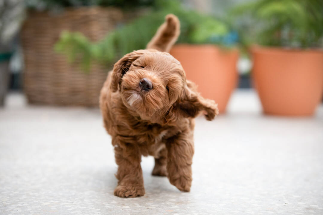 How_to_care_for_your_Australian_Labradoodle_ears_ALAEU